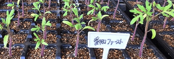 翔栄ファーム(SYOUEI FARM)の無農薬・自然栽培野菜を大手宅配と比較！10