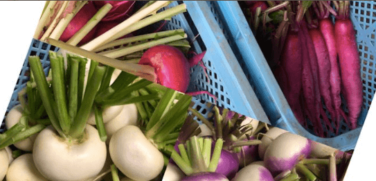 長崎の有機野菜「雲仙つむら農園」の体験談４